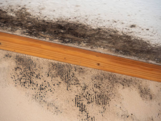 Mold Remediation for Vacation Homes