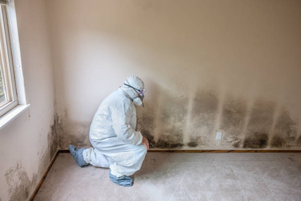 Best Black Mold Removal  in San Diego, TX